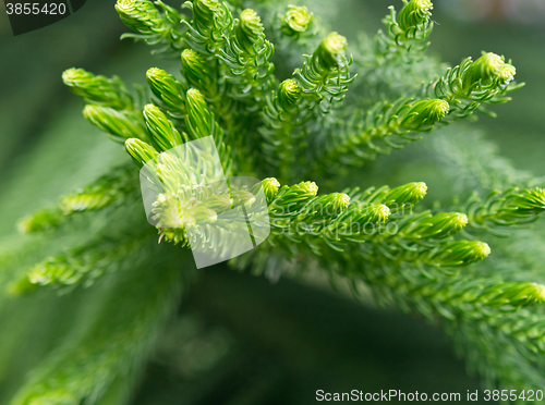 Image of close up of norfolk pine