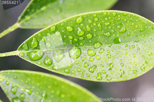 Image of raindrops on leaf