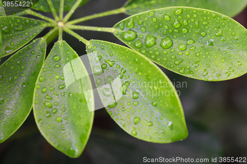 Image of raindrops on leaves