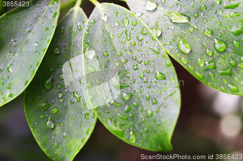 Image of raindrops on leaves