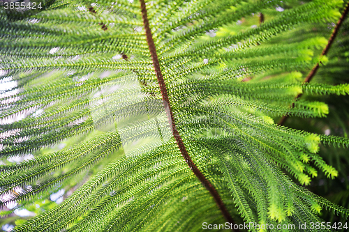 Image of close up of norfolk pine