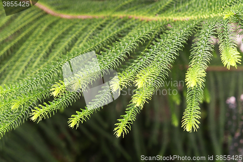 Image of close up of norfolk pine