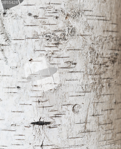 Image of birch bark texture