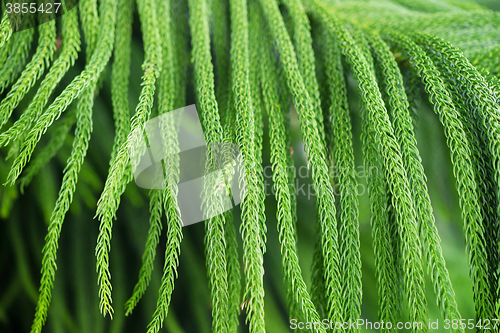 Image of close up of norfolk pine