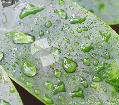 Image of raindrops on leaves