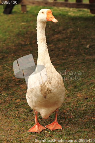 Image of goose in the grass