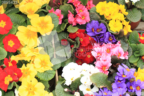 Image of spring polyanthus flowers 