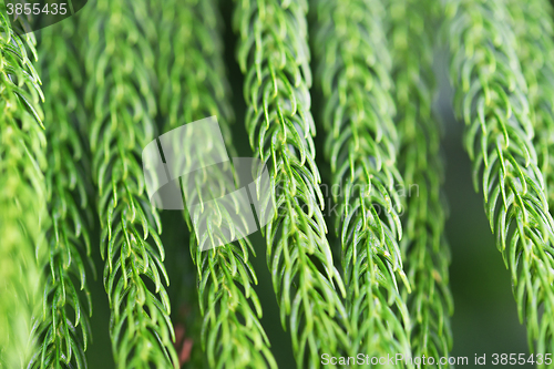 Image of close up of norfolk pine