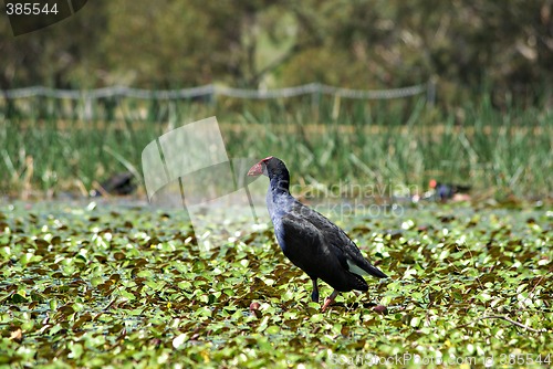 Image of water hen in wetlands