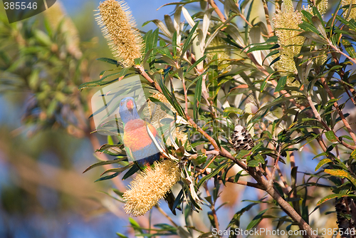 Image of rainbow lorikeet