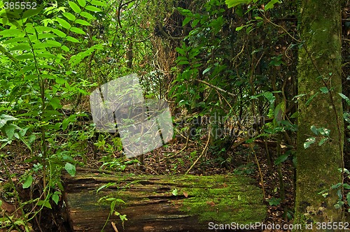 Image of rain forest