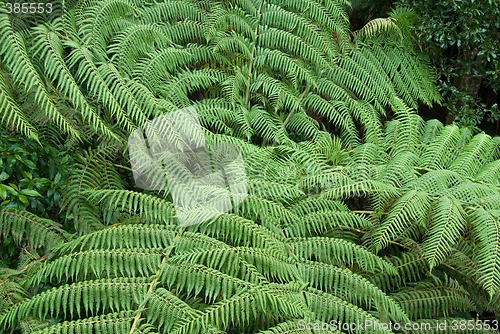 Image of rain forest