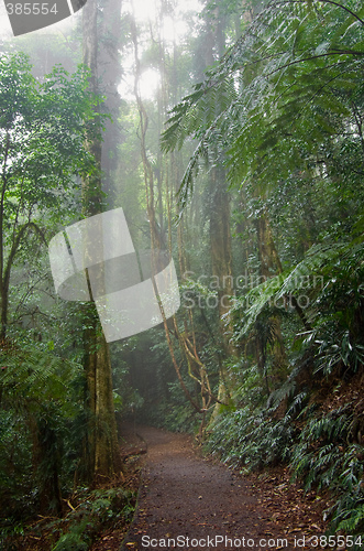 Image of rain forest