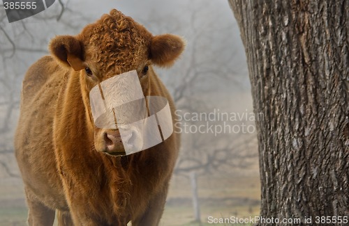 Image of cow in the fog