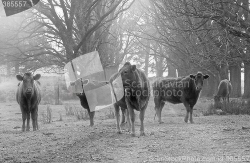 Image of cows on the road