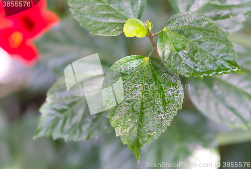 Image of wet green leaves