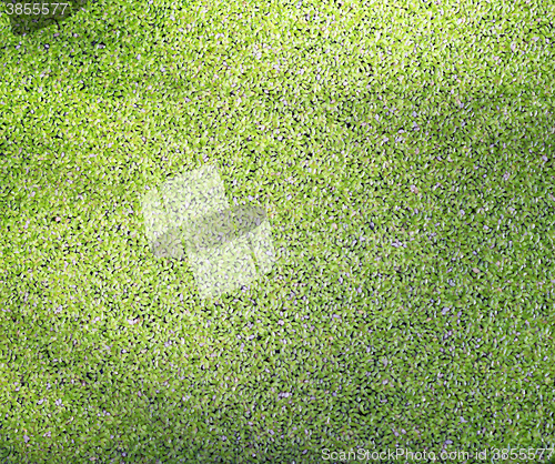 Image of green duckweed texture