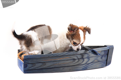 Image of chihuahua is resting 