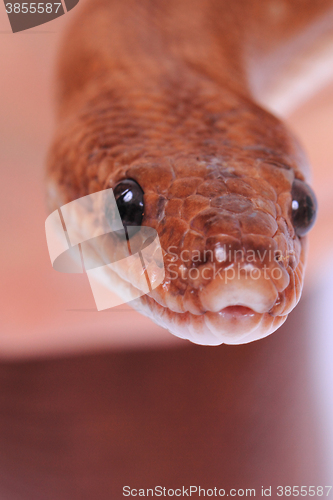 Image of rainbow boa snake