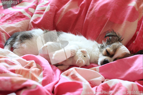 Image of longwoolled chihuahua puppy sleeping with her mouse