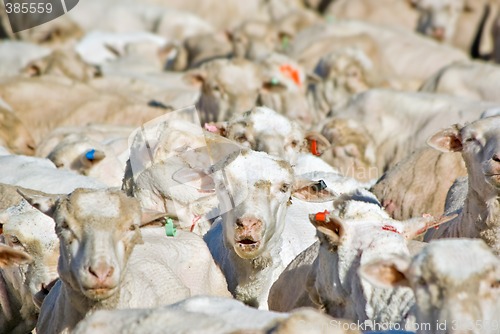 Image of flock of sheep