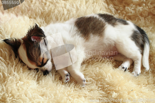 Image of 8 weeks chihuahua puppy is sleeping