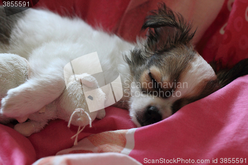 Image of longwoolled chihuahua puppy sleeping with her mouse