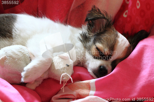Image of longwoolled chihuahua puppy sleeping with her mouse