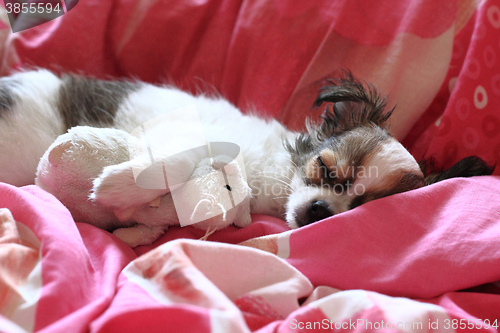 Image of longwoolled chihuahua puppy sleeping with her mouse