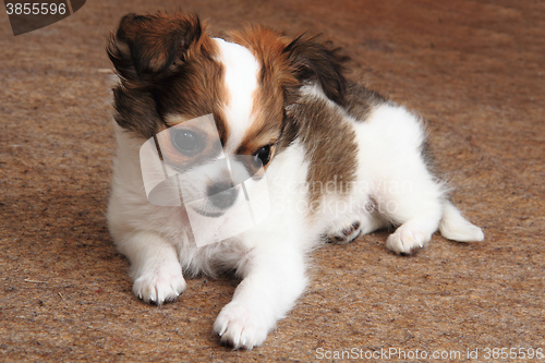 Image of chihuahua is resting 
