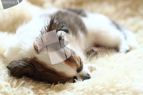 Image of 8 weeks chihuahua puppy is sleeping