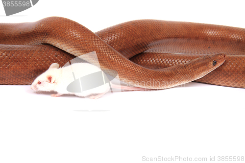 Image of rainbow boa snake and his friend mouse