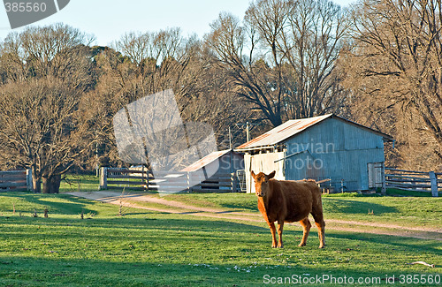 Image of cow in the field