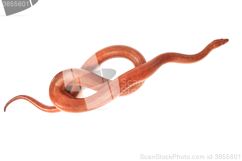 Image of rainbow boa snake