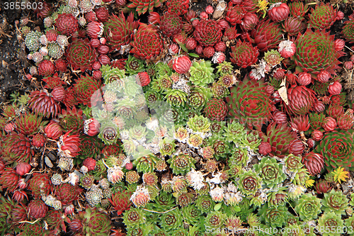 Image of houseleek plant background