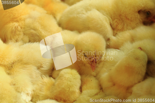 Image of small yellow chickens