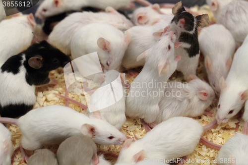 Image of group of mouses