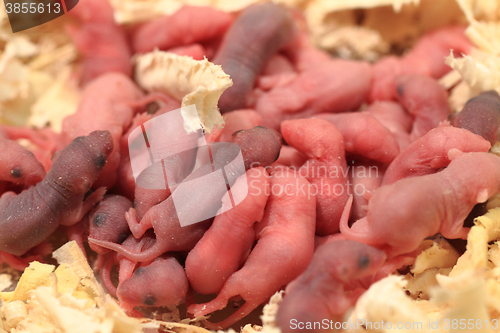 Image of small newborn mouses