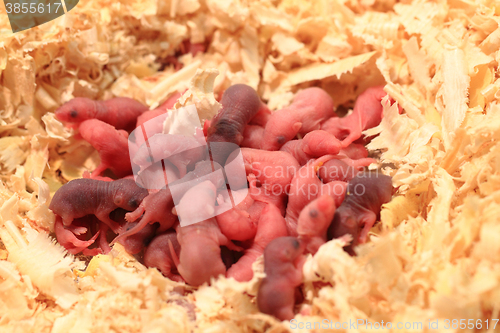 Image of small newborn mouses