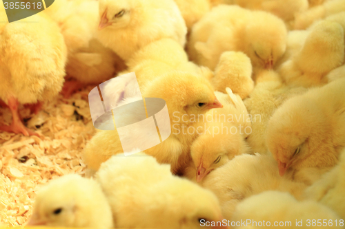 Image of small yellow chickens