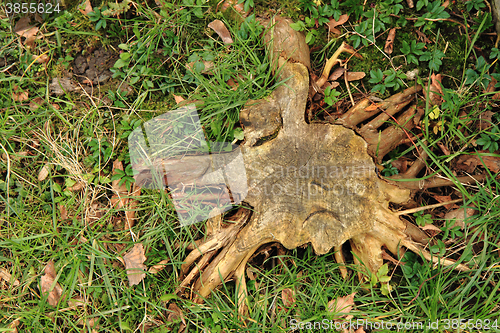 Image of stump in the green grass