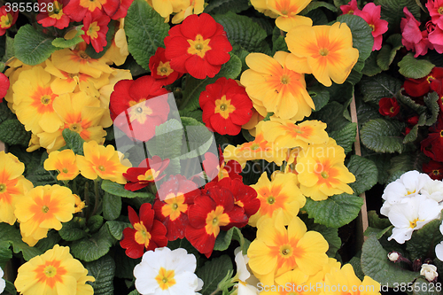 Image of spring polyanthus flowers 