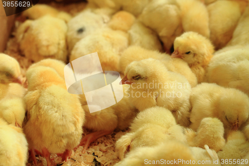 Image of small yellow chickens