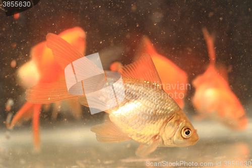 Image of young small goldfish