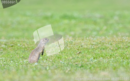 Image of prairie dog on field