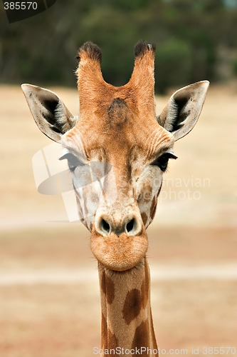 Image of giraffe at eye level