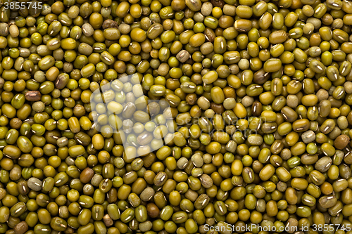 Image of Mung bean