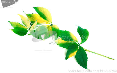 Image of Green branch of grapes leaves (Parthenocissus quinquefolia folia