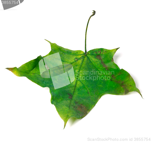 Image of Green autumn maple leaf