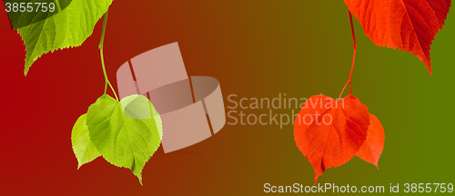Image of Green and red linden-tree twigs on multicolor background